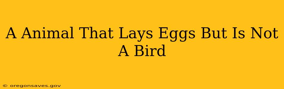 A Animal That Lays Eggs But Is Not A Bird