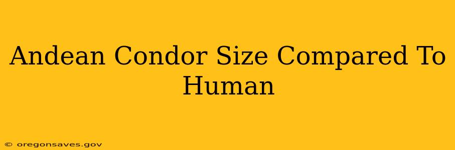Andean Condor Size Compared To Human