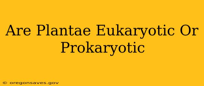 Are Plantae Eukaryotic Or Prokaryotic