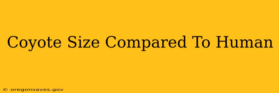 Coyote Size Compared To Human