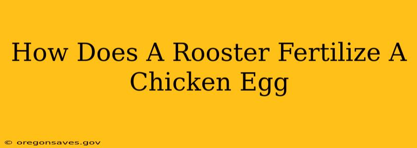How Does A Rooster Fertilize A Chicken Egg