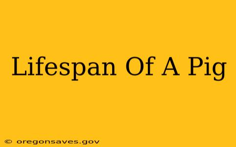 Lifespan Of A Pig