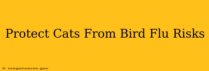Protect Cats From Bird Flu Risks