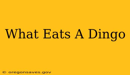 What Eats A Dingo