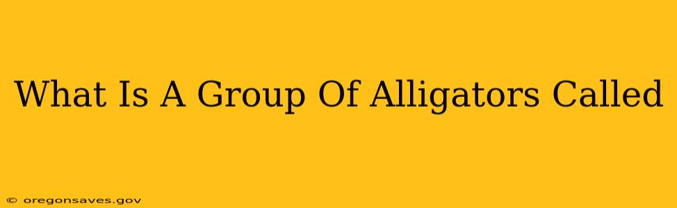 What Is A Group Of Alligators Called