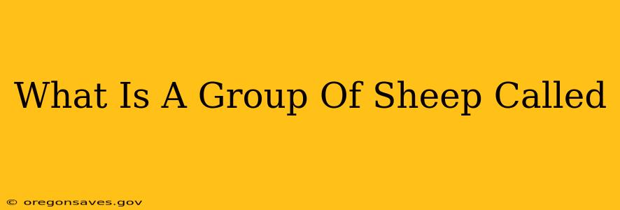 What Is A Group Of Sheep Called