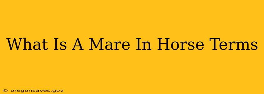 What Is A Mare In Horse Terms