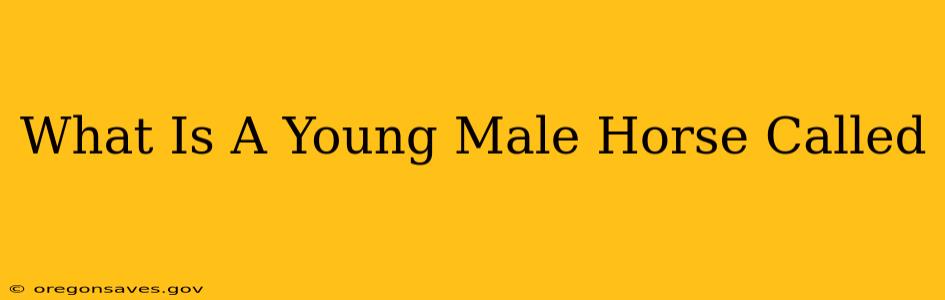 What Is A Young Male Horse Called