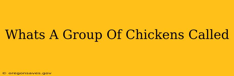 Whats A Group Of Chickens Called
